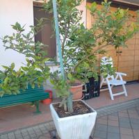 vasi di limoni