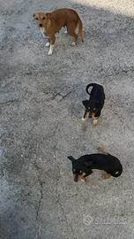 Pinscher