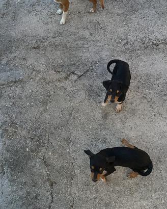 Pinscher