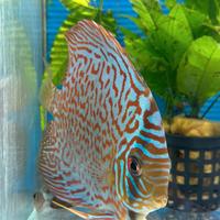 Discus