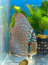 Discus