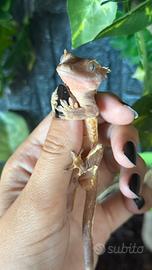 Geco ciliatus