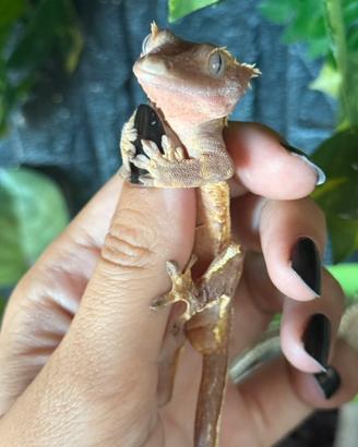 Geco ciliatus