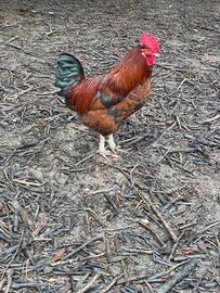 MASCHI: corritrice indiana, galli giovani