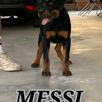 Cucciolone di rottweiler