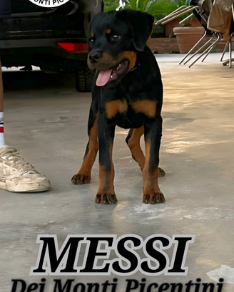 Cucciolone di rottweiler