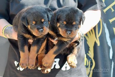 Cuccioli di Rottweiler