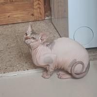 Nagual Sphynx Rubber da monta