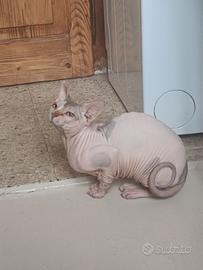 Nagual Sphynx Rubber da monta