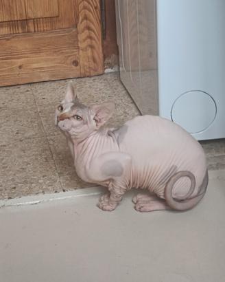 Nagual Sphynx Rubber da monta