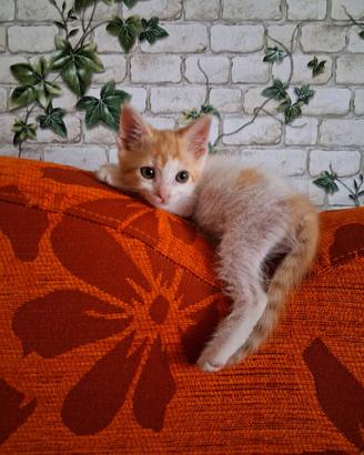 cucciolo di gatto 