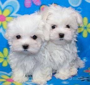 Cucciolo maltese con pedigree