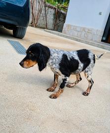Setter Inglese tricolore femmina