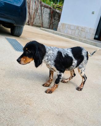 Setter Inglese tricolore femmina