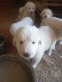 Cuccioli di pastore maremmano-abruzzese