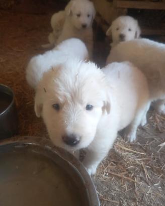 Cuccioli di pastore maremmano-abruzzese