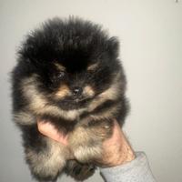 Cuccioli di Pomerania linea americana con pedigree