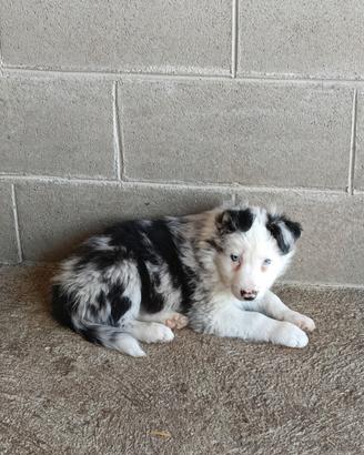 border collie