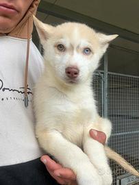 Siberian Husky con pedigree enci