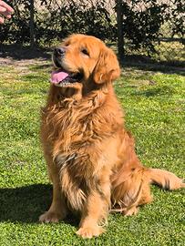 Golden retriever americano per accoppiamento