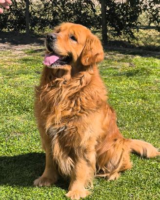 Golden retriever americano per accoppiamento