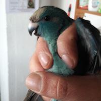 Kakariki blu e crema