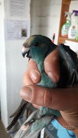 Kakariki blu e crema