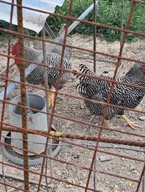 Animali da cortile