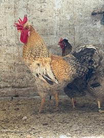 Coppia galline Legbar