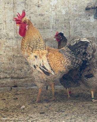 Coppia galline Legbar