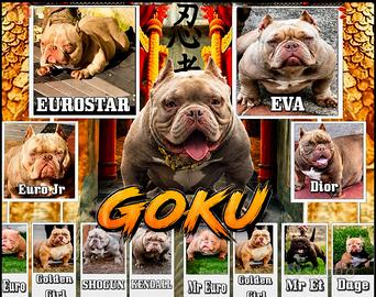 Micro bully exotic