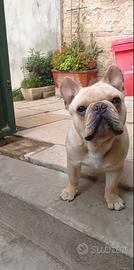 Bulldog Francese