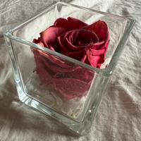 Rosa Liofilizzata