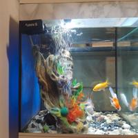 Acquario cubo Askoll