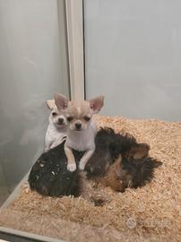 Chihuahua