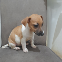 Jackrussell con pedigree enci