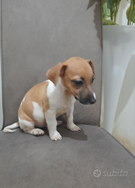 Jackrussell con pedigree enci