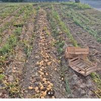 Terreni uso agricolo/industriale/fotovoltaico