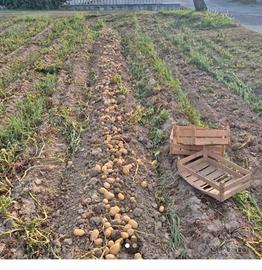 Terreni uso agricolo/industriale/fotovoltaico