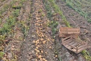Terreni uso agricolo/industriale/fotovoltaico