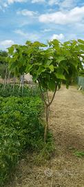 Albero di Catalpa