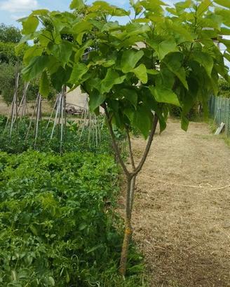 Albero di Catalpa