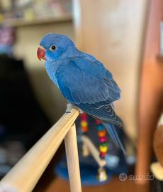 Baby pulli parrocchetti dal collare imbecco