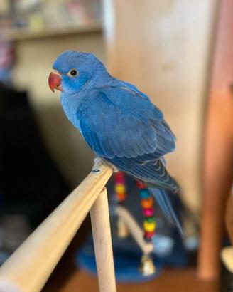 Baby pulli parrocchetti dal collare imbecco