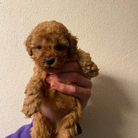 Barboncina pedigree enci