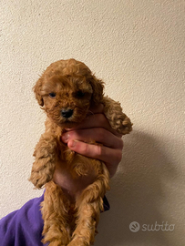 Barboncina pedigree enci