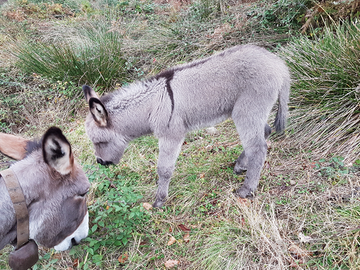Asino cucciolo