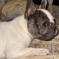 Bulldog francese