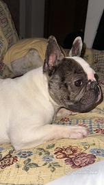 Bulldog francese