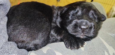 Cuccioli pastore tedesco a pelo lungo